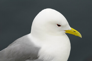 Black-legged kittiwake (Rissa tridactyla)