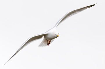 Black-legged kittiwake (Rissa tridactyla)