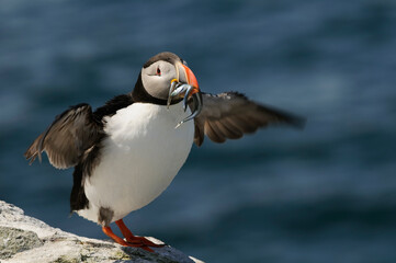 Atlantic puffin (Fratercula arctica)