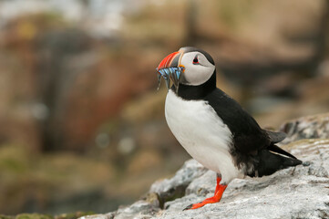 Atlantic puffin (Fratercula arctica)