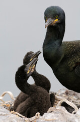 European shag or common shag (Gulosus aristotelis)