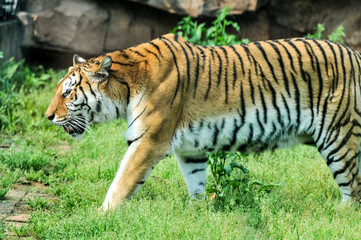 Tiger on the lawn, photographed at the Ecological Zoo in Changsha, China