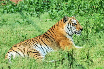 Tiger on the lawn, photographed at the Ecological Zoo in Changsha, China