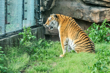 Tiger on the lawn, photographed at the Ecological Zoo in Changsha, China