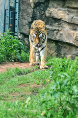 Fototapeta na wymiar Tiger on the lawn, photographed at the Ecological Zoo in Changsha, China