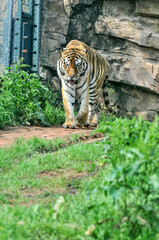 Tiger on the lawn, photographed at the Ecological Zoo in Changsha, China

