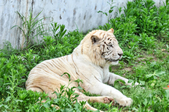 Tiger on the lawn, photographed at the Ecological Zoo in Changsha, China