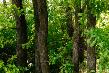 Trunks of young oaks in the forest. 