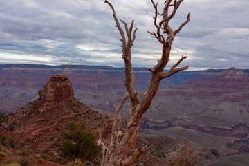 Close up focused view on dry tree branch with aerial overlook on rock formation O'Neill Butte seen from Skeleton Point on South Kaibab hiking trail, South Rim, Grand Canyon National Park, Arizona, USA