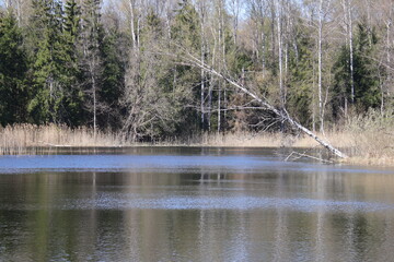 the river in the forest