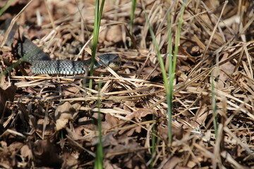 lizard on the ground