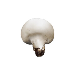 Field Mushroom illustration isolated. Hand drawn Meadow Mushroom. Agaricus campestris. Edible fungi collection. Foraging