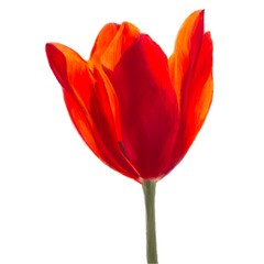 The wonderful tulip, Flower painting
