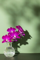 Vertical bouquet of bright pink orchid flowers in glass vase with contrast shadow on green wall on studio background. Modern stylish interior design. Interplay of light and shadows. Copy space