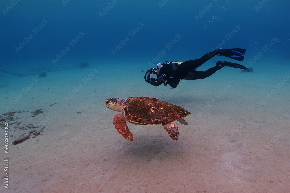 Wall mural swimming sea turtle and scuba diver - underwater photographer. diving with turtle, photography from 