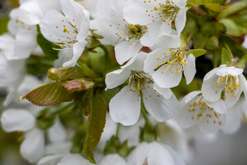 Obraz premium Cherry. Blooming cherry. Cherry blossom in spring.