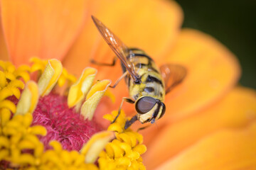 Myathropa florea also called flower fly or syrphid fly, resting on a blossom
