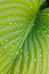 Close-up of huge bright green leaf of plantain lily funkia hosta covered with water rain dew drops lit by sun. Nature, spring, flora, botany, gardening, horticulture, landscaping. Copy space, macro.