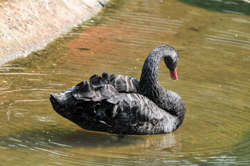 Naklejka premium Adult swans in a pond, photographed at the Ecological Zoo in Changsha, China