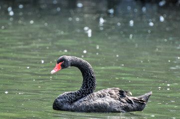 Obraz premium Adult swans in a pond, photographed at the Ecological Zoo in Changsha, China
