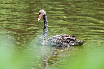 Fototapeta premium Adult swans in a pond, photographed at the Ecological Zoo in Changsha, China