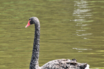 Fototapeta premium Adult swans in a pond, photographed at the Ecological Zoo in Changsha, China