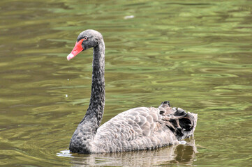 Adult swans in a pond, photographed at the Ecological Zoo in Changsha, China