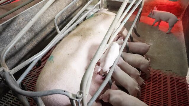 A sow feeds her piglets with milk.