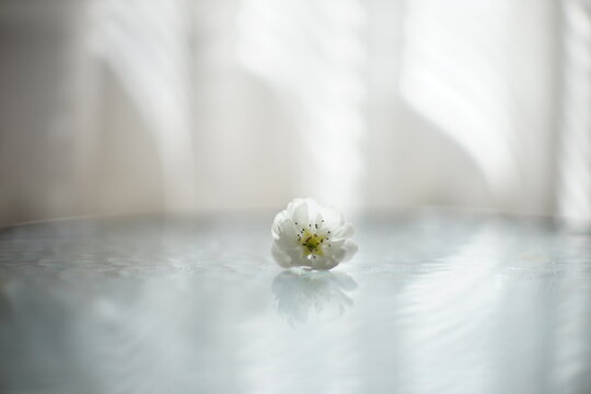Pear tree white blooming flower on a glass table