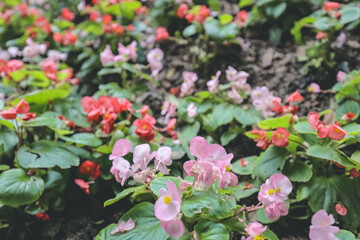 a beautiful pink begonia flower in the garden