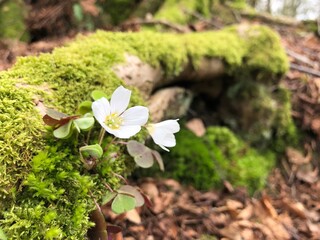 Wood sorrel flowers on mossy fallen tree trunk in old wood of Drum, Scotland 
