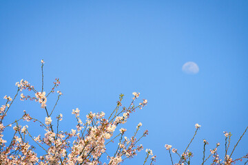 青空に浮かぶ昼間の月を背景に、満開のサクラが美しく咲いている風景