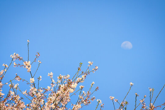 青空に浮かぶ昼間の月を背景に、満開のサクラが美しく咲いている風景