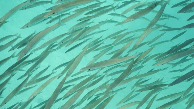 Top view on school of Barracuda swims on sebed background, Slow motion. Large shoal of Yellow-tail Barracuda (Sphyraena flavicauda) floating above sandy bottom in sun beams on sunny day, High-angle
