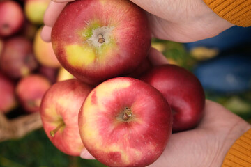Farmer's Hand Holding Big Red Apples on Apple Basket Background. Apple Orchard. Harvesting. Picking Fresh Organic Fruit. Autumnal Crop. Fruit Garden at Fall Harvest. Autumn Cloudy Day, Soft Shadow