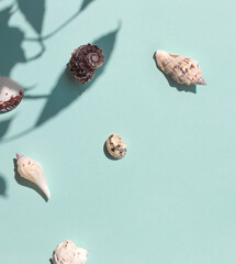 Different kinds of seashells on the blue background top view. Copy space