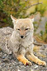 Gray fox (Urocyon cinereoargenteus) portrait