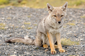 Gray fox (Urocyon cinereoargenteus) portrait