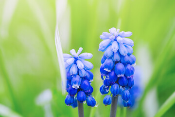 Blue flowers blooming in the garden, selective focus, macro. Muscari spring flower, grape hyacinth.