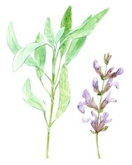 Fototapeta na wymiar Sage herb. Watercolor illustration. Hand drawn salvia plant. Realistic botanical organic sage plant. Natural salvia bunch with flowers and green leaves. Medical health herb. White background