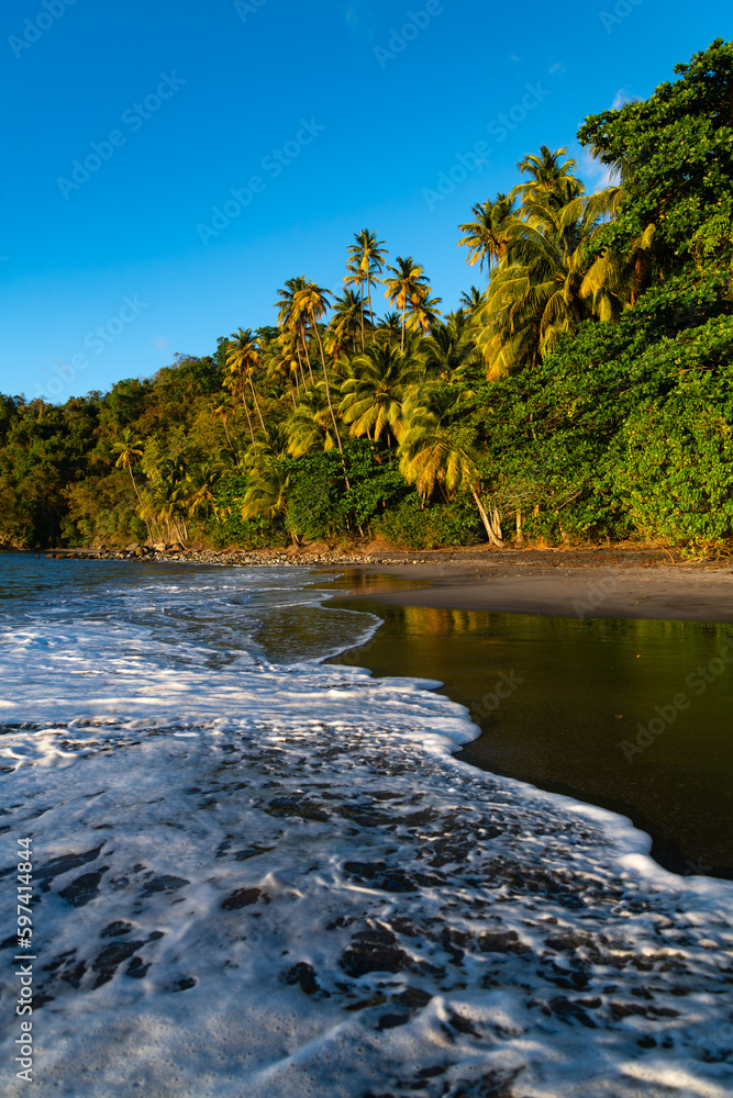 Wall mural “anse couleuvre“ is a remote beach with black sand, rain forest and palm trees in le prêcheur on mar