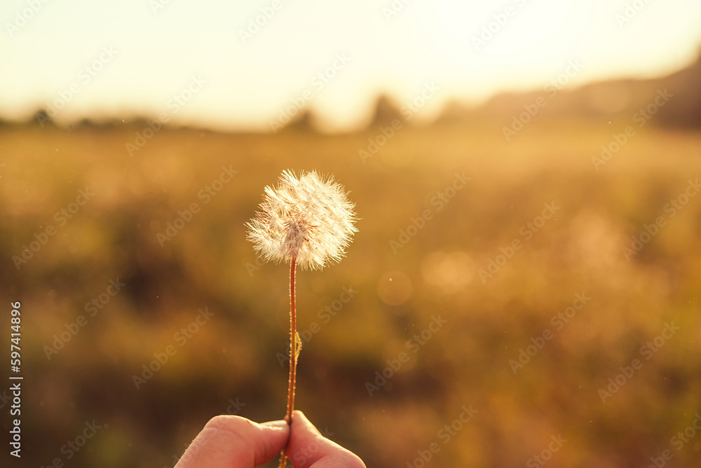 Sticker hand holding dandelion. flower in the sun on a sunny day in the morning sunlight.	