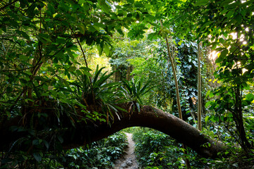 Couleuvre river hiking trail to a cascade in the tropical rain forest of Martinique island...