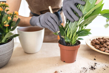 Closeup of woman gardener hands removes white peace lily, spathiphyllum houseplant from flowerpot with garden trowel. Caring of home green plants indoors, spring waking up, home garden, gardening blog