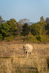wild asian elephant or tusker or Elephas maximus indicus head on strolling or walking in winter morning light and scenic landscape at dhikala zone of jim corbett national park forest uttarakhand india