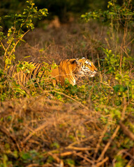 wild male bengal tiger or panthera tigris stalking his prey in golden hour winter evening light at grassland of dhikala zone of jim corbett national park forest tiger reserve uttarakhand india asia
