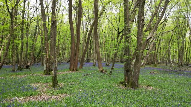 Flying over Bluebells in spring woodland on a breezy day