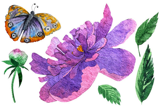 watercolor pion and Butterflies illusration isolated.Peony flower painted in watercolor.Watercolor peonies