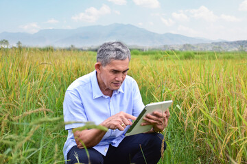 Naklejka na ściany i meble Asian senior male farmer sitting on ridge, holding tablet, looking and touching on screen to check and store his rice growing information during his weekend activity, happy life of elders concept.