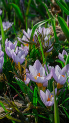 the first purple spring flowers crocuses